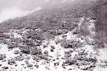 Image showing May in the Alpes