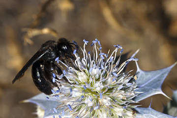 Image showing Bee apis mellifica