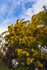 Image showing flowering of a mimosa tree