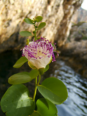 Image showing flower of the caper