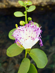 Image showing flower of the caper