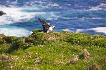 Image showing Puffin flapping wings