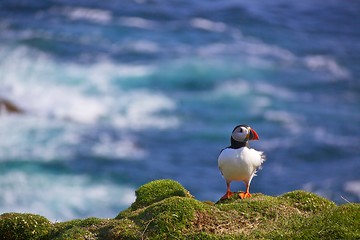 Image showing Puffin on a lookout