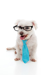 Image showing Pet dog wearing a tie and glasses