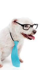 Image showing Business educated dog