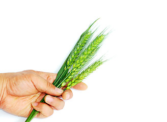 Image showing Wheat ears in hand