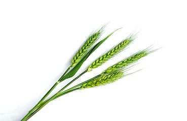 Image showing Green wheat ears