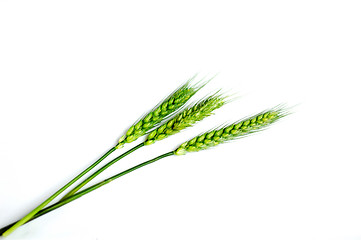 Image showing Green wheat ears