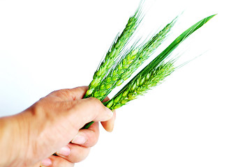 Image showing Wheat ears in hand