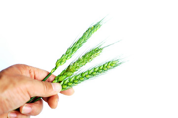 Image showing Wheat ears in hand