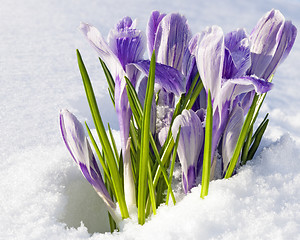 Image showing Crocus vernus Pickwick