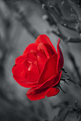 Image showing Red Rose