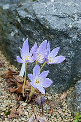 Image showing Crocus