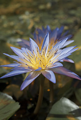 Image showing Tropical Water Lily