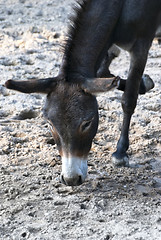 Image showing Donkey