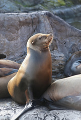 Image showing Sea Lion