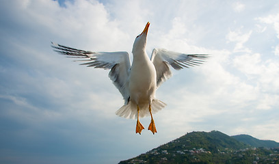 Image showing Seagull flying over blue sky 