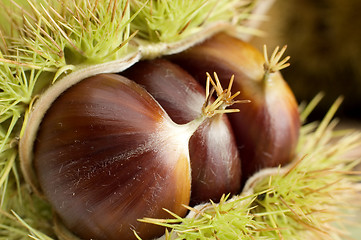 Image showing chestnut