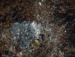 Image showing Lichens on rock