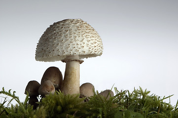 Image showing mushroom