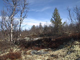 Image showing Landskap sør trøndelag