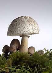 Image showing mushroom