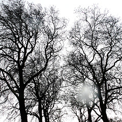 Image showing Branches of a tree without leaves in spring