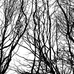 Image showing Bare wintry trees