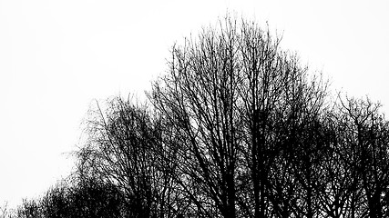 Image showing Silhouette of an ancient tree