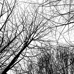 Image showing Winter trees without leaves