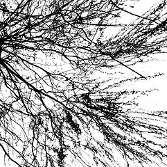 Image showing Branches of a tree without leaves