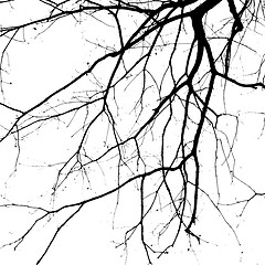 Image showing Closeup shot of an ancient tree