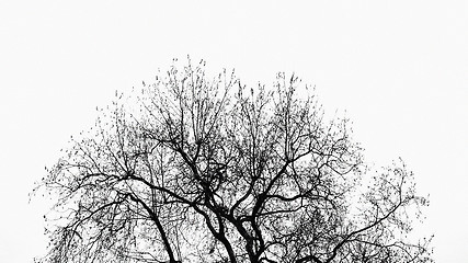 Image showing Tree without leaves, abstract nature