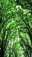 Image showing Sun rays coming through tall trees in forest