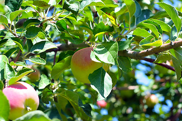 Image showing ripe apples