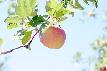 Image showing ripe apples