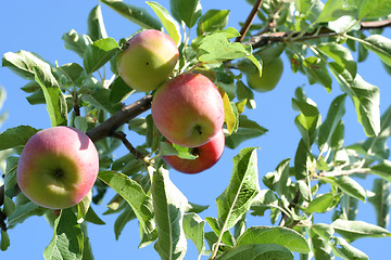 Image showing ripe apples