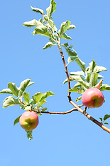 Image showing ripe apples