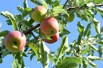 Image showing ripe apples