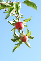 Image showing ripe apples