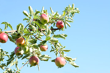 Image showing ripe apples