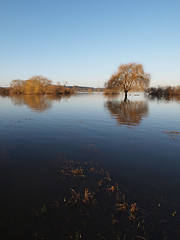 Image showing Trees reflections at dawn, during a winter river flood.