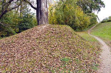 Image showing park in autumn. old tree grow on hill fall leaf 