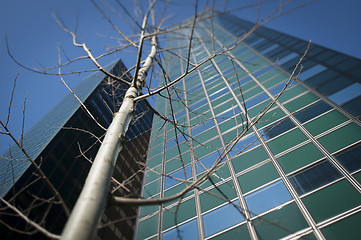 Image showing Leafless tree in front office buidings