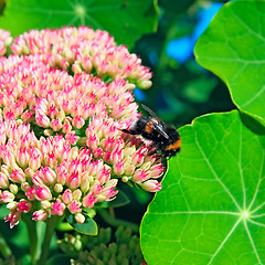 Image showing hornet on autumn flowerses