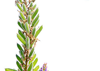 Image showing seed of the lupine on white background