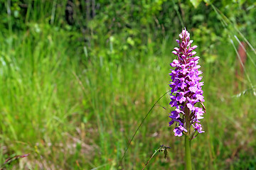 Image showing summer flower on green field