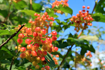 Image showing red viburnum on wood background