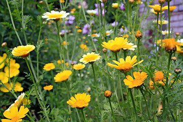 Image showing chrysanthemums in garden, floral background