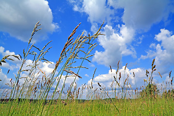 Image showing dry herb on green field